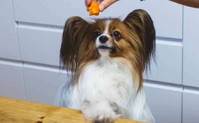 Vigtigheden af Kvalitets Hundefoder for Din Hunds Sundhed
